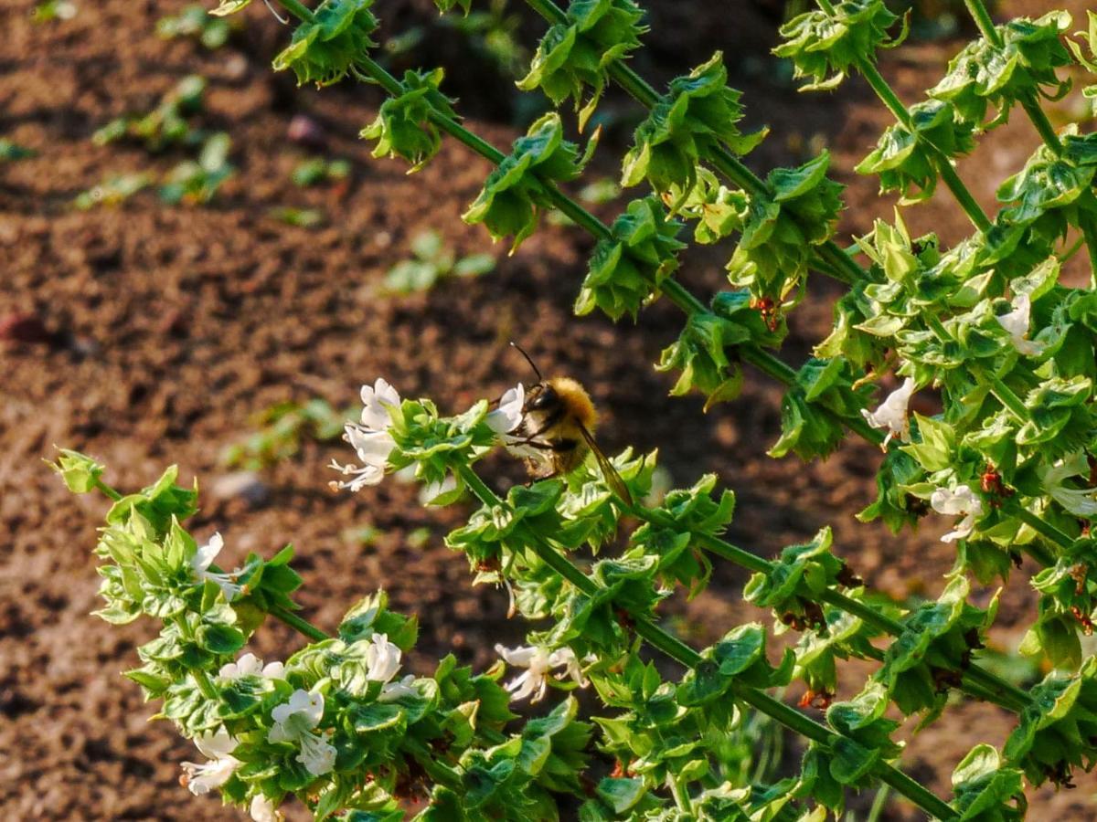 Gospodarstwo Agroturystyczne Anielin Okonek Esterno foto