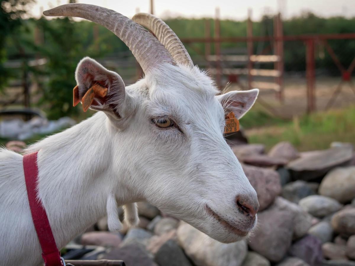 Gospodarstwo Agroturystyczne Anielin Okonek Esterno foto