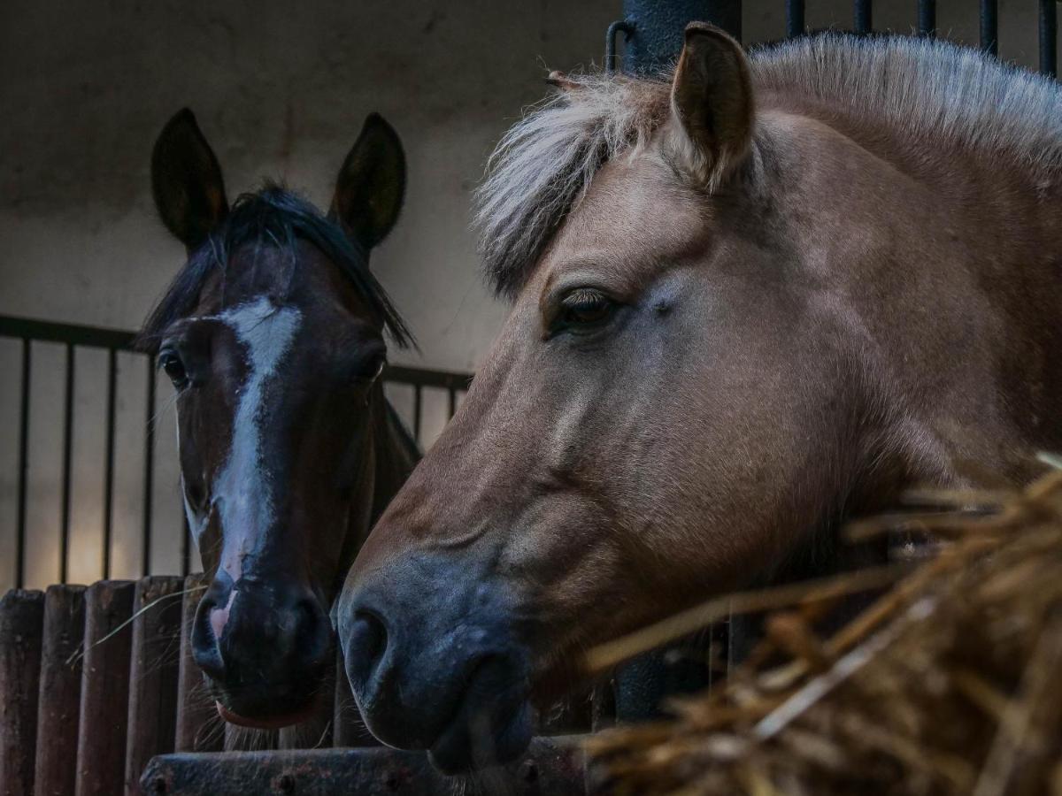 Gospodarstwo Agroturystyczne Anielin Okonek Esterno foto